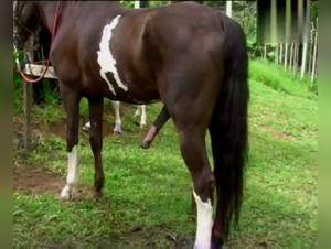 Extreme Zoophilia: The Blonde Latina and the Impressive Arabian Stallion