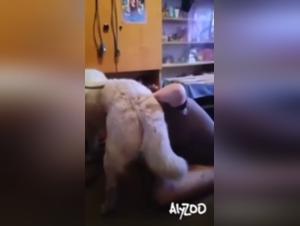 Chien défonce une meuf