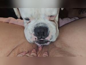 Dog Blowjob meaning bestiality videos, beastility explained with a horny hamster