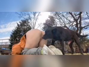 Hund rastet eine Zuchthündin - Extrem