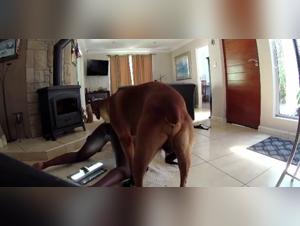 Unleashed Desires: Canine Fixation