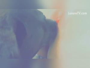 Vidéo de Bestialité: Chienne et Son Meilleur Ami