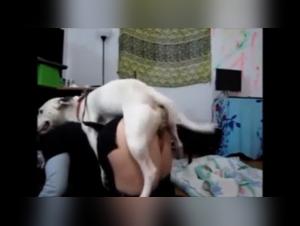 Zoophilia video with a dog: a bestial experience