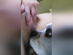 tierfe hundebeherrscher brutale lust