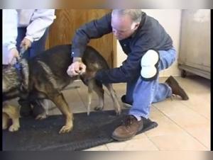 Collection of sex videos with a GSD