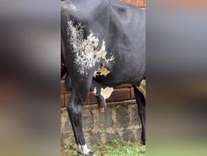 sex animal dog videos