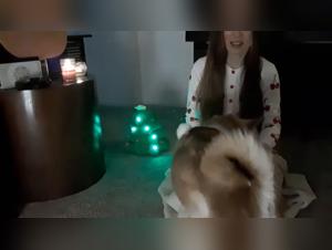 British Porn Films: Exploring Bestiality