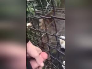 Bestial encounter with a majestic lion