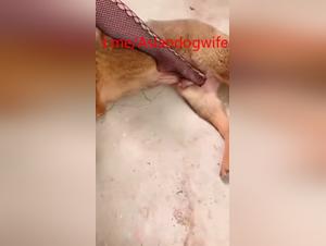 ferme asiatique baise chien