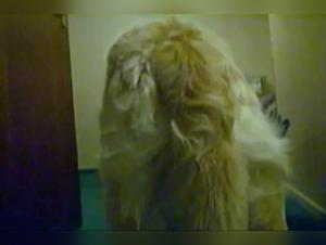 Shy Lark Hund Sex Teil 1
