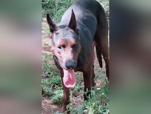 le gros coq humain et son chien