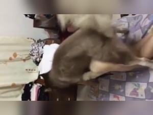 Video of Sex with a Dog