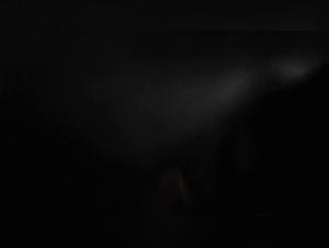 Dog Sex Video: An Extreme Experience