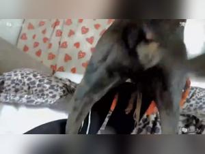 K9Lady Maya - A Forbidden Love Story