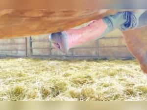 Video of Bestiality with an Excited Horse