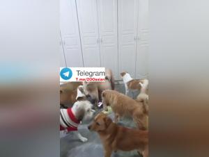 Chinetase salope baisée par chien - Extreme