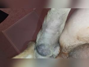 Canine bestiality: a man and his dog