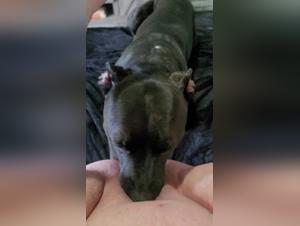 ArtofZoo : Deep Lick avec une salope et son chien