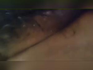 Dog Zoophilia Video - An Extreme Experience