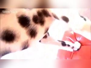 Sex Scene with a Dog