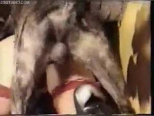 Vintage MILF and dog: a shocking zoophilia video