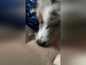 Hot Dog 24: An Exciting Dog Encounter