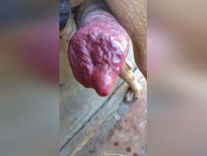 Bestiality Video: Woman and Mastiff