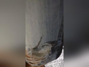 Exclusive bestiality video: experience the forbidden with ArtofZoo