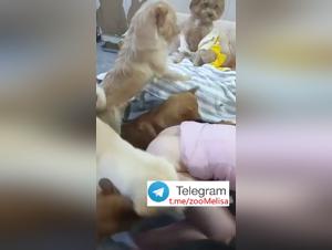 Chica Asiatique Baise Chien Fr 1