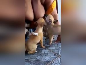 Bestialité tubes zoophilie: Salope suce son chien