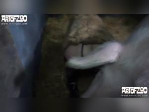 A woman and her dog: forbidden intimacy