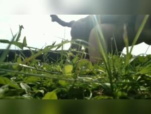 Sex with Dogs Videos: Dive into the World of Zoophilia