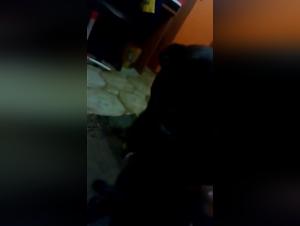 Naughty dog   and me: a story of bestiality