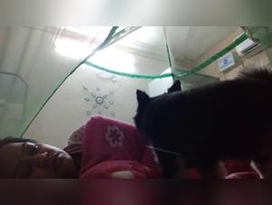 The Perfect Fuck: Dog and Woman on the Beach