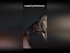 Chien léche chatte