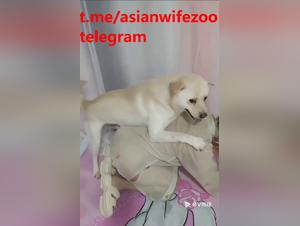 amante chinoise et son plaisir canin