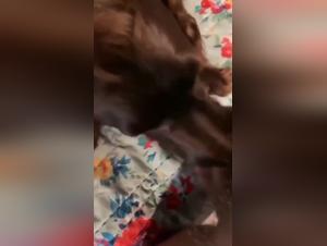 best porn animal videos