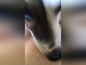 Fleshy Freak: Bitch Licks Dog Part 1