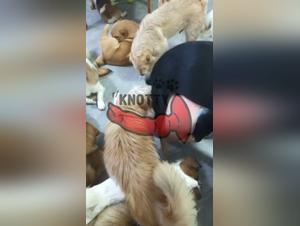 The Japanese Slut Cat That Revolutionizes the Movie