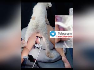 Niña Perro Sexo 2