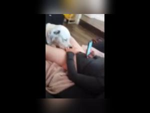 Puta Chupando Perro - Videos Hardcore