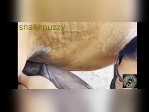 Extreme Bestiality Chienn-Poisson Pornography : Sexy Dogs & Pussy