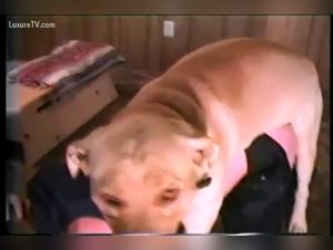 Fragile wife gets fucked by golden retriever in beastiality tubes