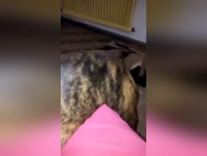 Cheating Wife Fucked By Dog While Husband Watches - Shocking Bestial Video