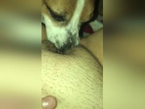 Dog Licking: A Sensual and Forbidden Experience