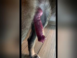 untamed desires, coco triple x