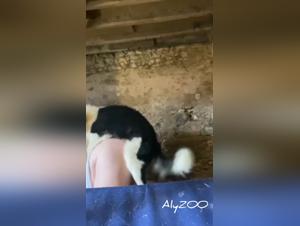 Bestiality porn video in France: Wife and dog engage in intense sex