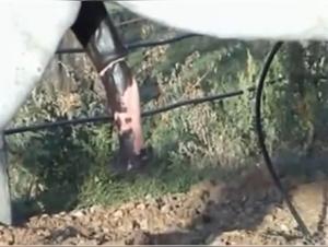 Mujer dominade por Caballo Salvaje, Video XXX Parte 1