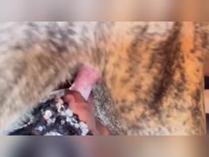 beastiality videos woman dog