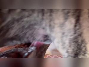 A bestial and intense encounter - Zoophilia video